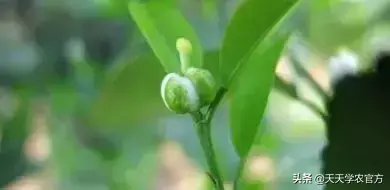 视频种植柑桔技术要点_柑桔种植技术视频_柑橘种植技术视频