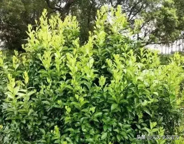 视频种植柑桔技术要点_柑桔种植技术视频_柑橘种植技术视频