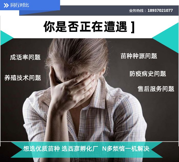 番鸭的养殖成本及利润_番鸭的养殖技术_番鸭养殖技术视频