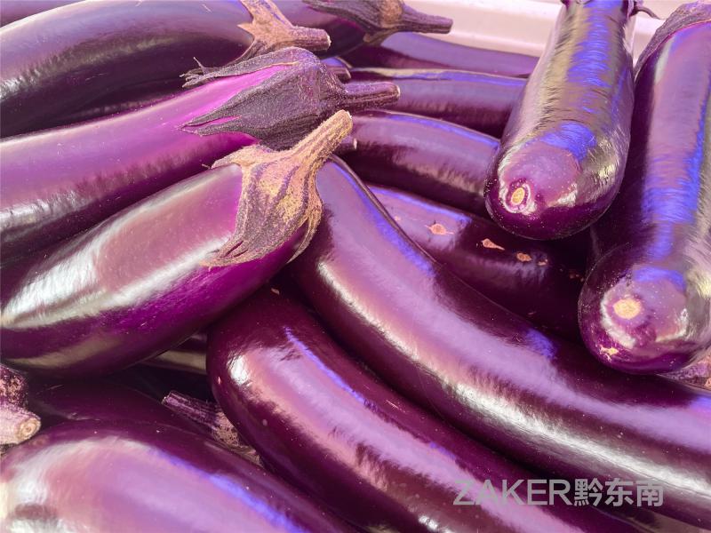 茄子种植致富视频_致富经茄子种植视频_茄子种植技术视频请看农广天地