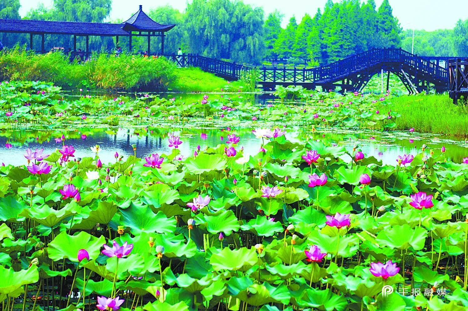 叶县林下养殖致富路_致富养殖信息_养殖致富路有哪些项目