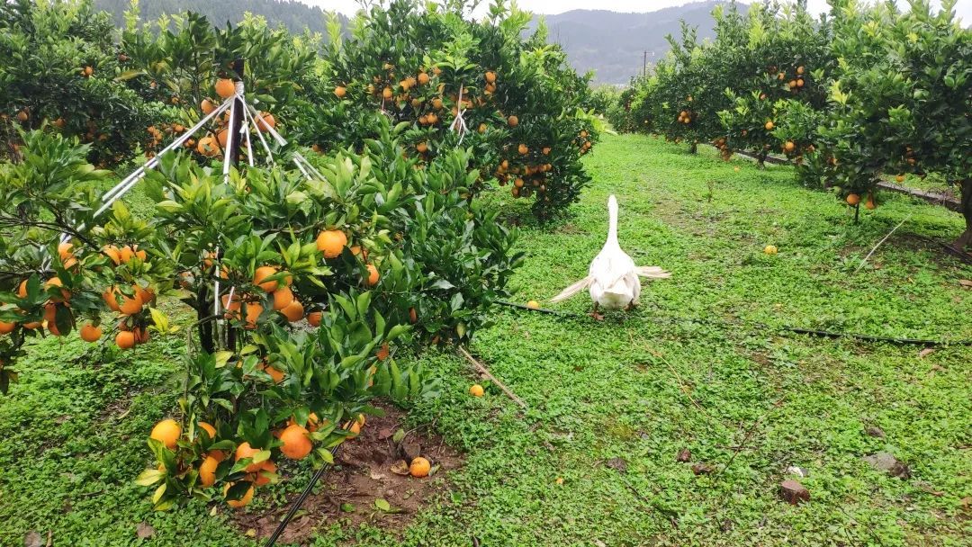 椪柑种植技术视频_柑子种植方法视频_杷杷柑种植技术视频