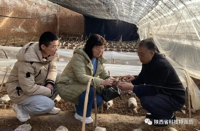 油枣的种植技术视频_枣的栽培技术_枣种子种植方法视频