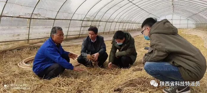 枣种子种植方法视频_油枣的种植技术视频_枣的栽培技术