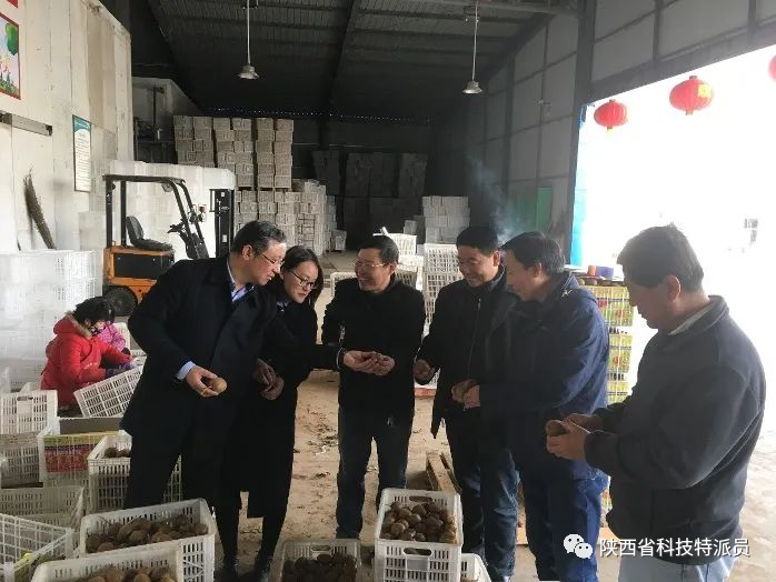 油枣的种植技术视频_枣种子种植方法视频_枣的栽培技术
