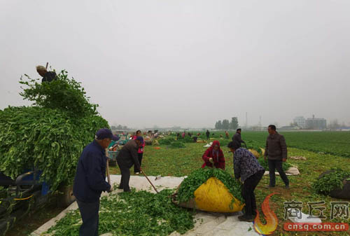 种葱致富_致富经香葱种植视频_香葱致富经