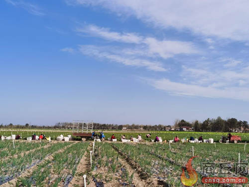 香葱致富经_种葱致富_致富经香葱种植视频