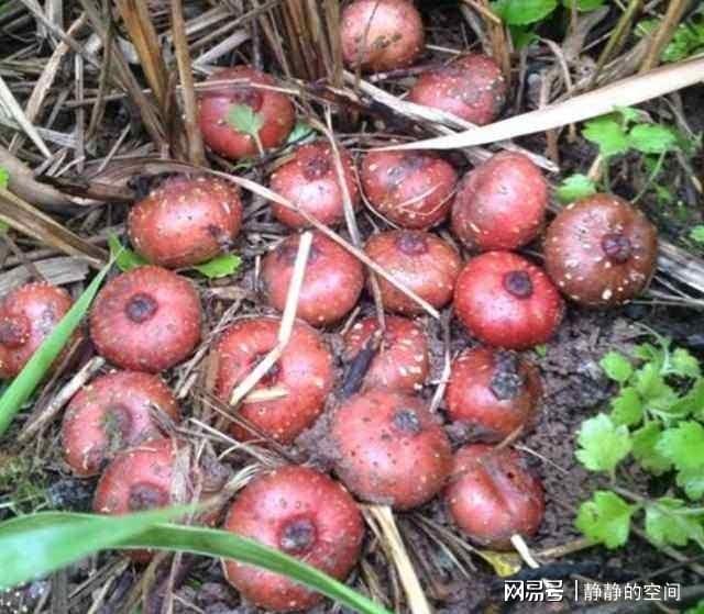 这些长在山间的野味，每一种都是农家美味，好吃又下饭，你吃过吗