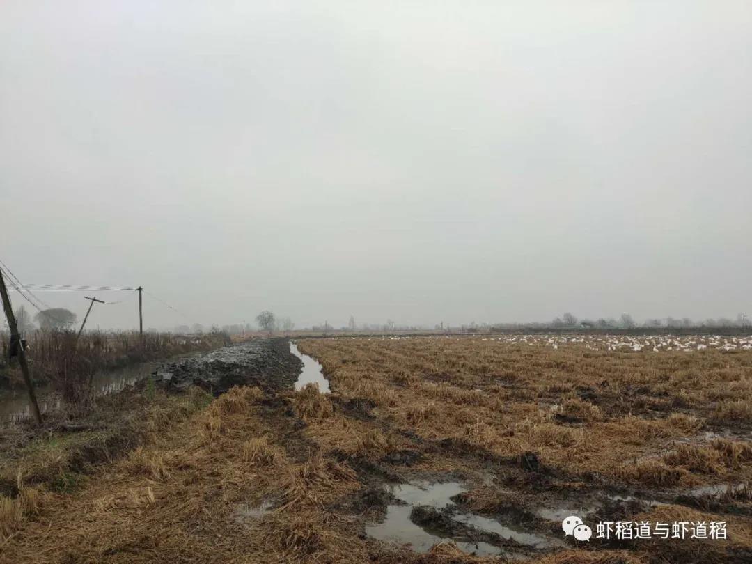 致富养殖稻谷经历怎么写_稻谷养殖致富经历_稻谷养猪
