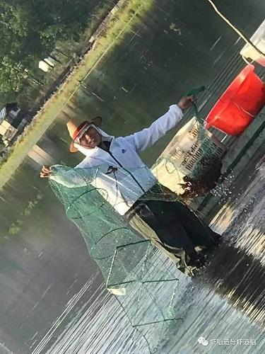 稻谷养殖致富经历_致富养殖稻谷经历怎么写_稻谷养猪