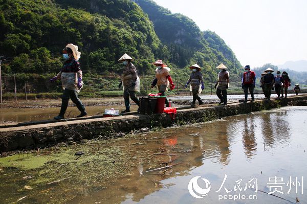 致富经种葱_种植香葱赚钱吗_香葱致富经