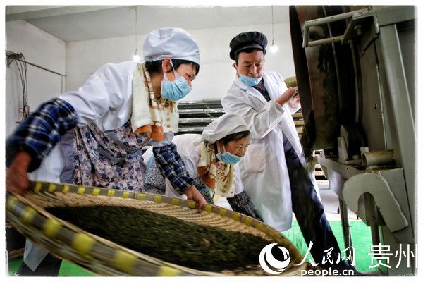种植香葱赚钱吗_致富经种葱_香葱致富经