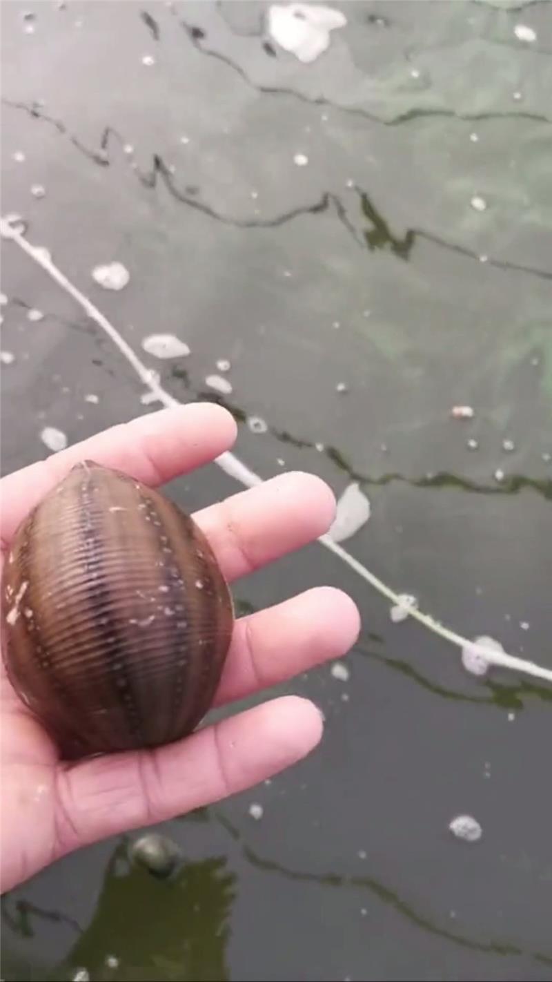 水蛭养殖致富是骗局吗吗_养殖水蛭是骗局吗_致富骗局养殖水蛭是真的吗