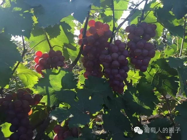 种植葡萄视频教程_巨峰葡萄种植技术视频_葡萄种植技术视频教程