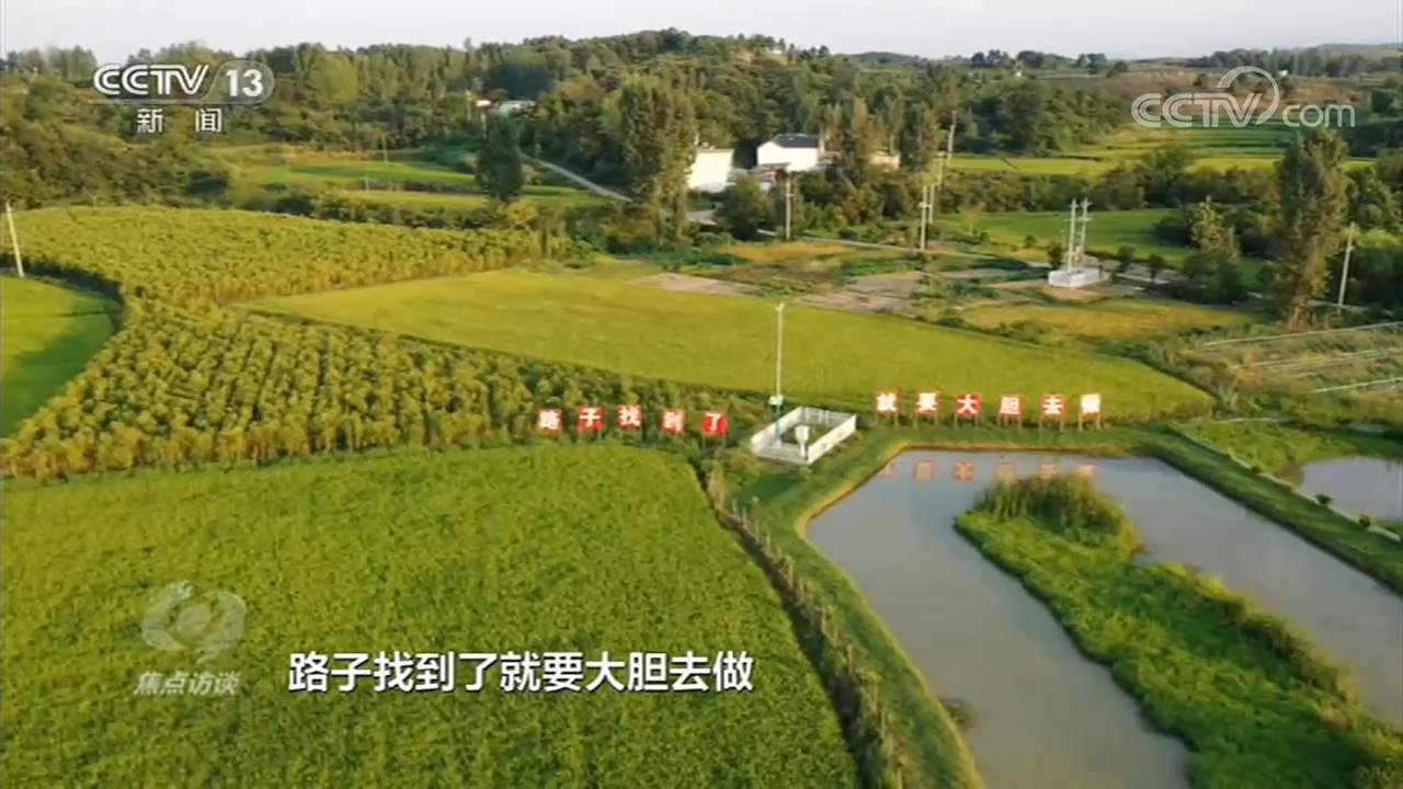 海南莲藕苗_海南莲藕种植致富_海南莲藕种植基地