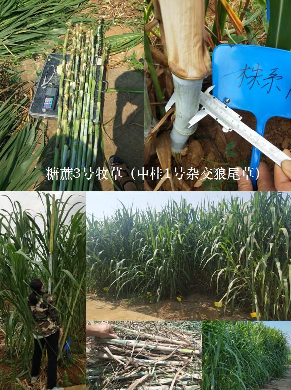 高效益养殖技术网_养殖效率_养殖业取得效益的五大要素