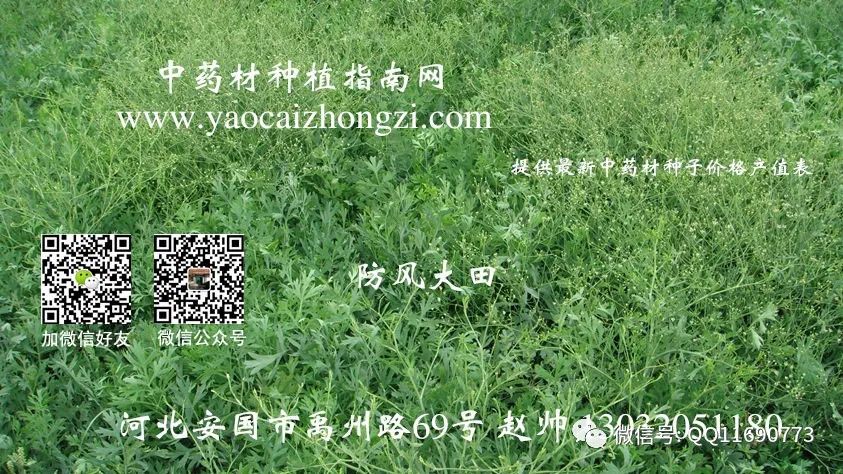 致富药材种植赚钱不_药材种植致富项目_致富经种植什么药材赚钱