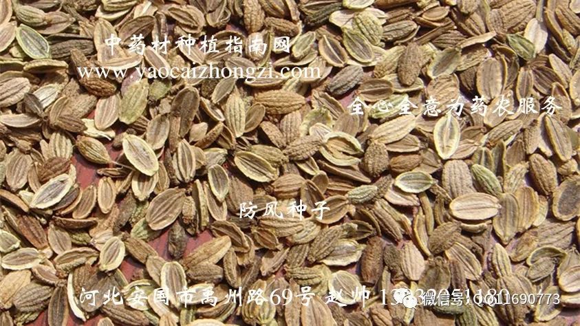 致富经种植什么药材赚钱_致富药材种植赚钱不_药材种植致富项目
