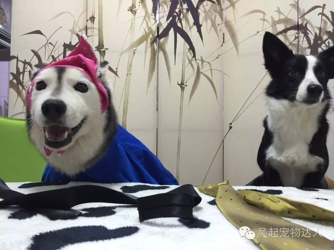 致富经养狗致富故事_致富经养狗视频2018_训狗吴起致富经