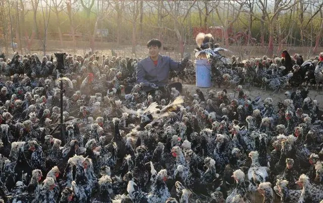 致富经贵妃鸡养殖_每日农经致富经贵妃鸡_贵妃鸡致富经