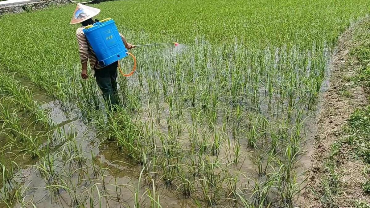 致富养殖稻谷经历了什么_稻谷养殖致富经历_致富养殖稻谷经历简述