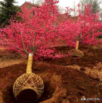 农业致富种植项目_农作物种植致富路线_致富经农业种植