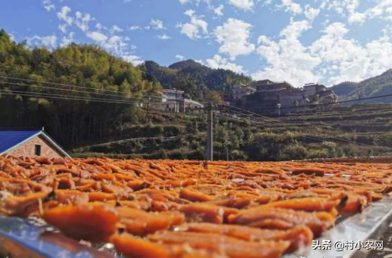 农业致富种植项目_农作物种植致富路线_致富经农业种植