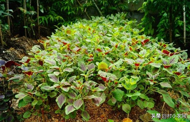 致富经农业种植_农作物种植致富路线_农业致富种植项目