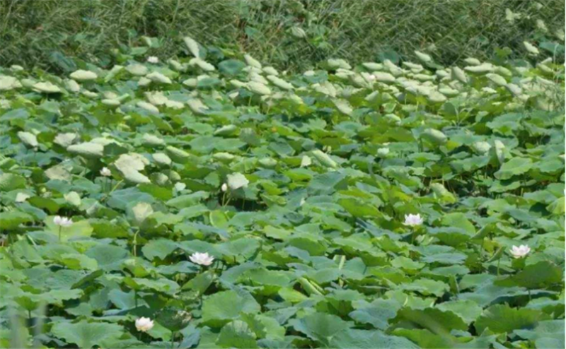 莲藕种植技术套养泥鳅_莲藕和泥鳅的高效生态种养技术_莲藕泥鳅养殖技术