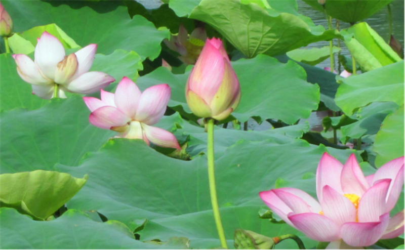 莲藕泥鳅养殖技术_莲藕和泥鳅的高效生态种养技术_莲藕种植技术套养泥鳅