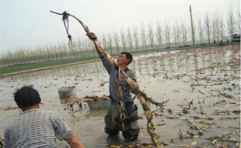 莲藕泥鳅养殖技术_莲藕和泥鳅的高效生态种养技术_莲藕种植技术套养泥鳅
