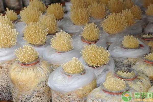 如何种植金针菇？家庭及大棚两种栽培方法解析