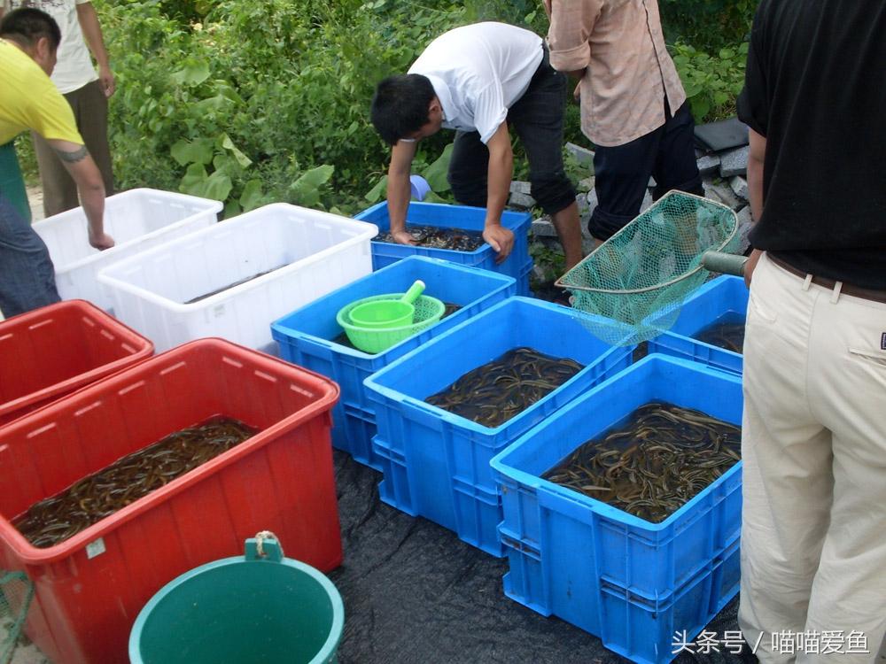 黄鳝苗养殖视频_黄鳝幼苗养殖技术_养殖幼苗黄鳝技术视频