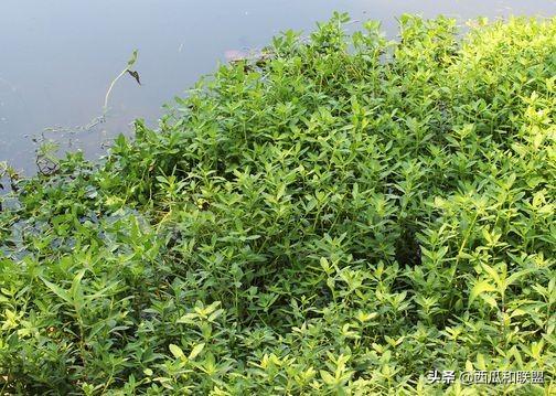 养殖幼苗黄鳝技术要点_黄鳝幼苗养殖技术_黄鳝苗养殖视频