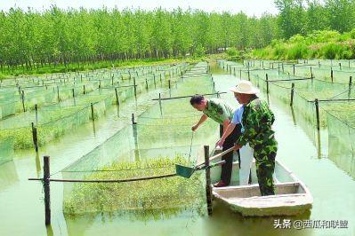 养殖幼苗黄鳝技术要点_黄鳝苗养殖视频_黄鳝幼苗养殖技术