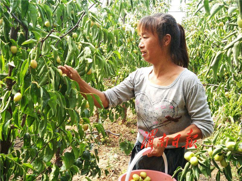 种植冬枣致富_种植冬枣前景如何_致富种植冬枣视频