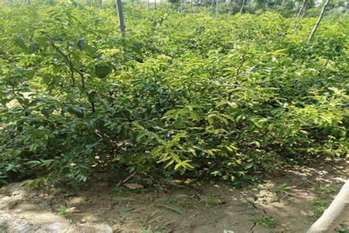 致富种植冬枣视频_种植冬枣致富_种植冬枣前景如何