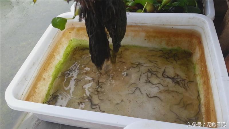 黄鳝幼苗养殖技术_养殖幼苗黄鳝技术视频_黄鳝的养殖和育苗