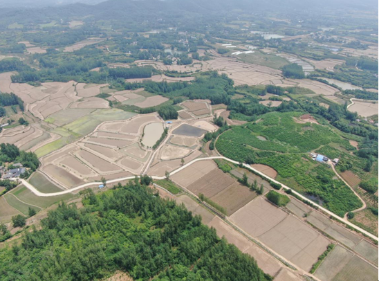 致富水稻甲鱼怎么样_致富经甲鱼水稻_致富经稻田养殖甲鱼视频
