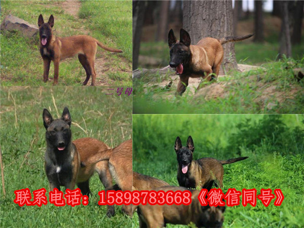 内蒙古自治鄂尔多斯乌,致富经马犬养殖视频