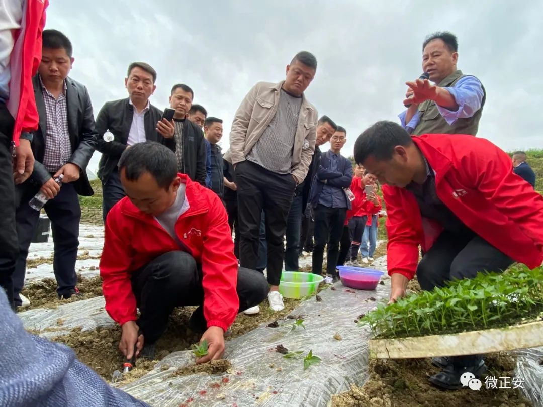 农业节目致富经种植辣椒_辣椒种植引领致富_种植辣椒效益如何