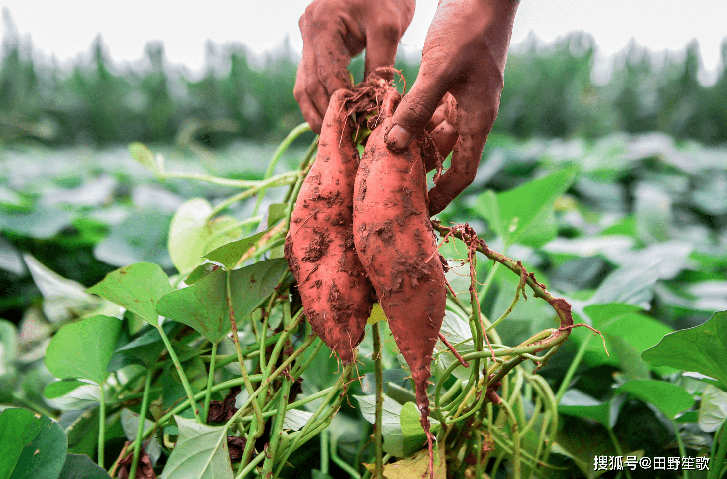 红薯苗菜种植_红薯苗食用方法_红薯怎样发苗种植技术