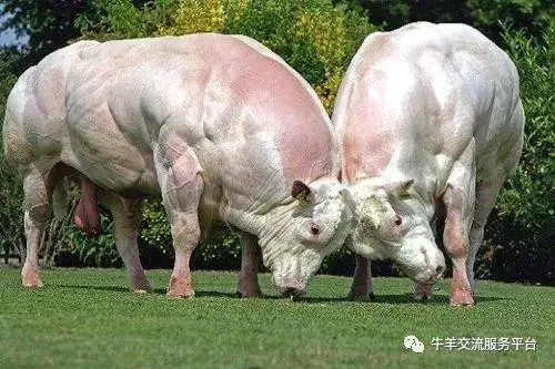 西门塔尔育肥致富经_西门塔尔育肥牛养殖技术_育肥西门塔尔牛的利润与成本