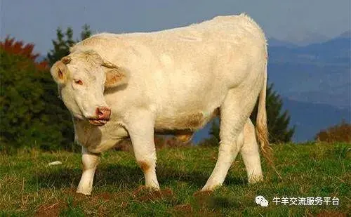 西门塔尔育肥牛养殖技术_育肥西门塔尔牛的利润与成本_西门塔尔育肥致富经