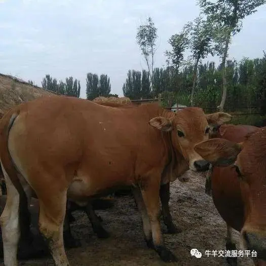 育肥西门塔尔牛的利润与成本_西门塔尔育肥致富经_西门塔尔育肥牛养殖技术