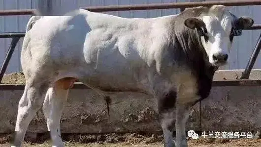 育肥西门塔尔牛的利润与成本_西门塔尔育肥牛养殖技术_西门塔尔育肥致富经