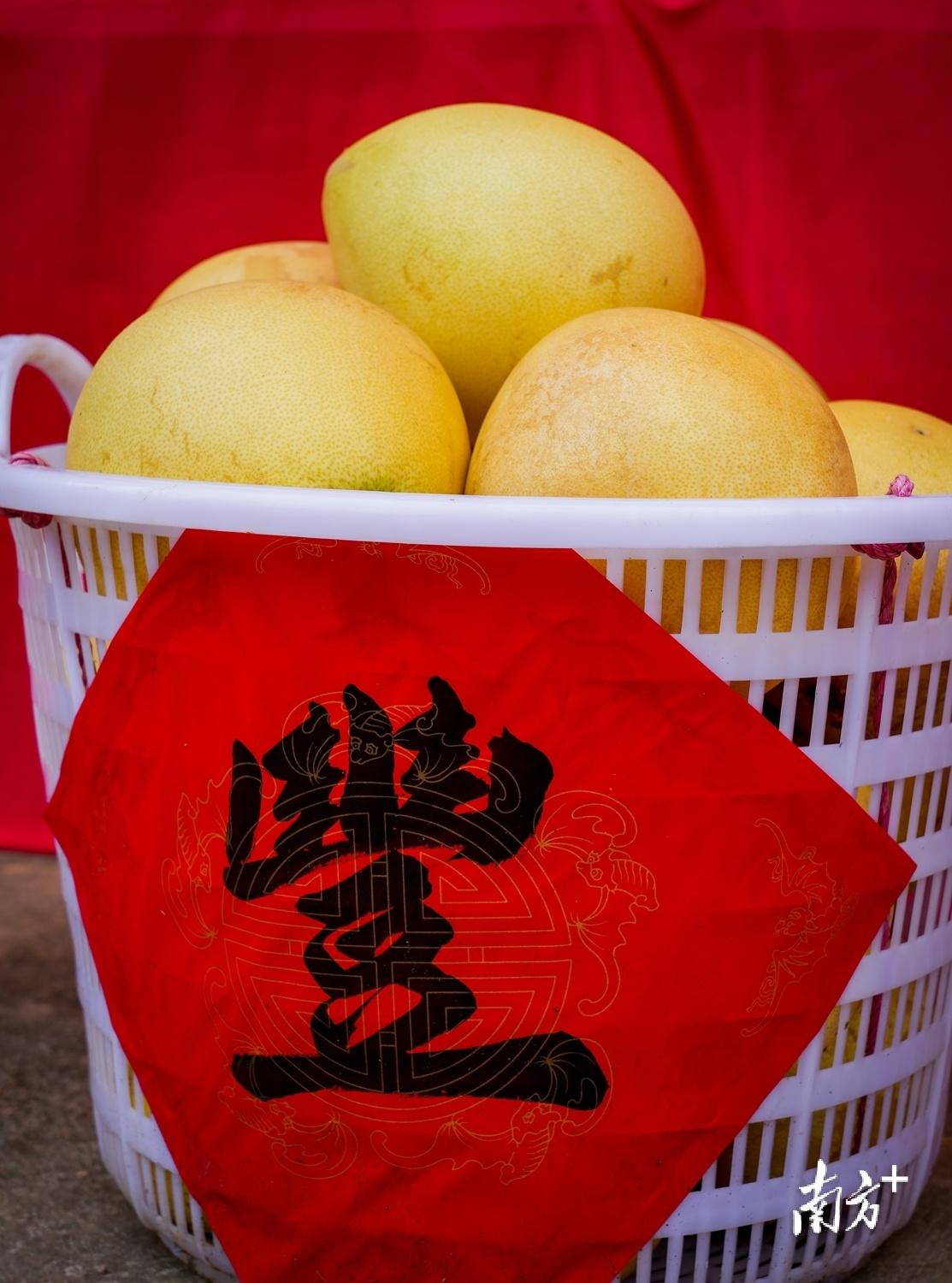 红心柚种植成本和利润_红柚怎么种植_种植红柚致富