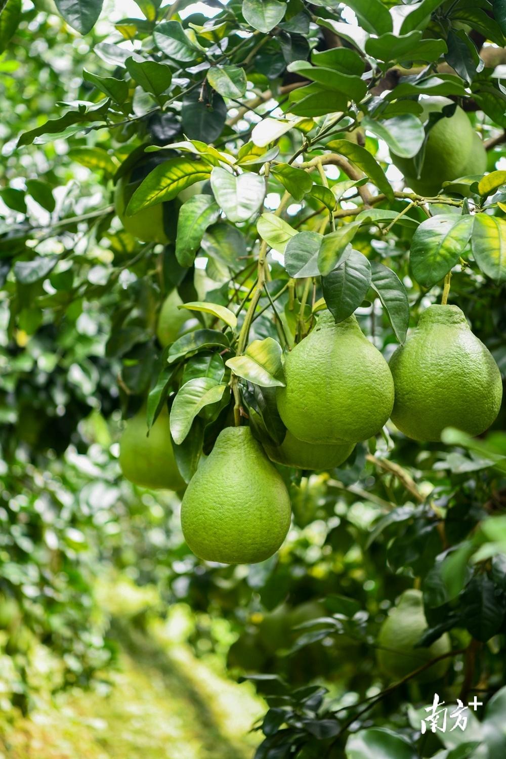 种植红柚致富_红柚怎么种植_红心柚种植成本和利润