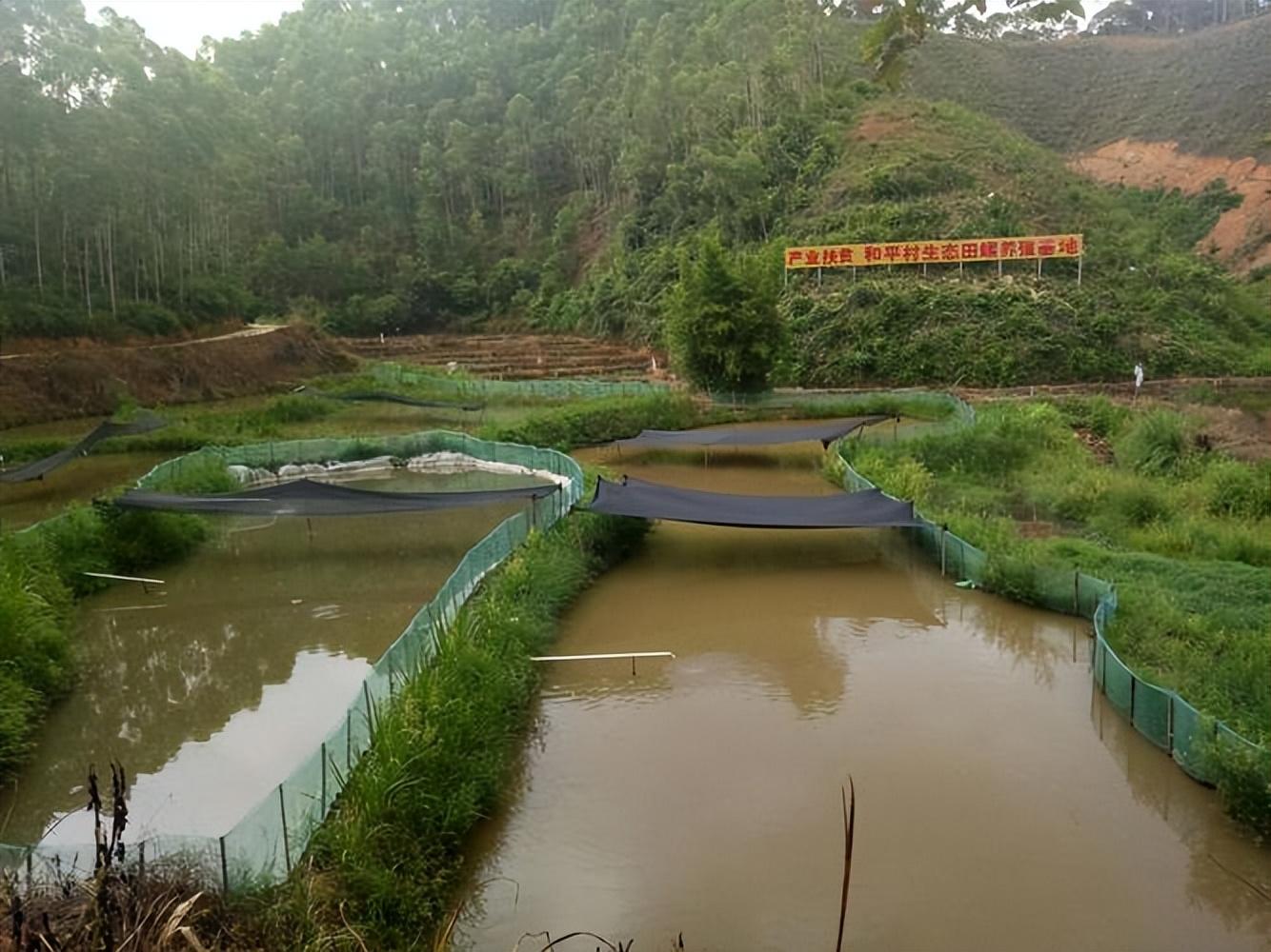 致富养殖美食项目介绍_美食养殖致富项目_致富养殖美食项目有哪些