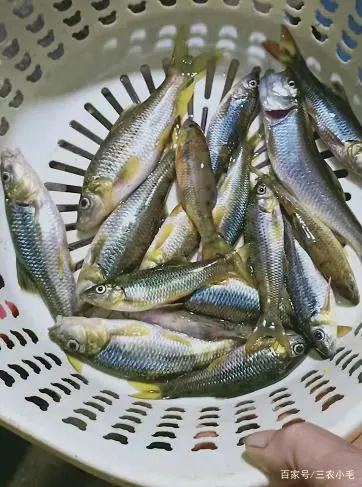 溪石斑鱼：常被认成小杂鱼，重不过一两却价格昂贵，一斤上百元